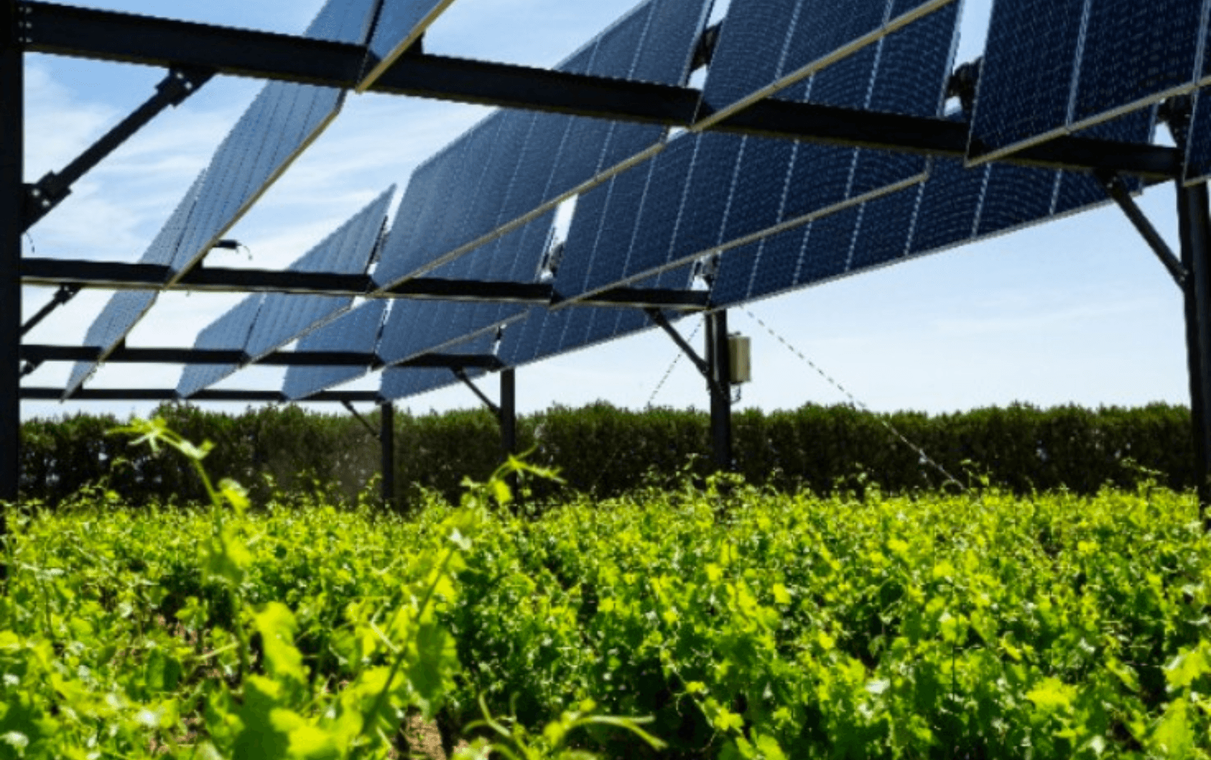 Coopérative viticole — installation PV couplée à un BESS